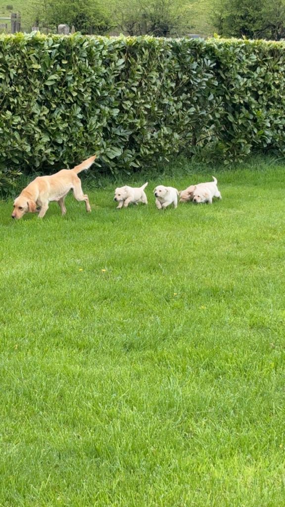 Golden / yellow Labrador puppies