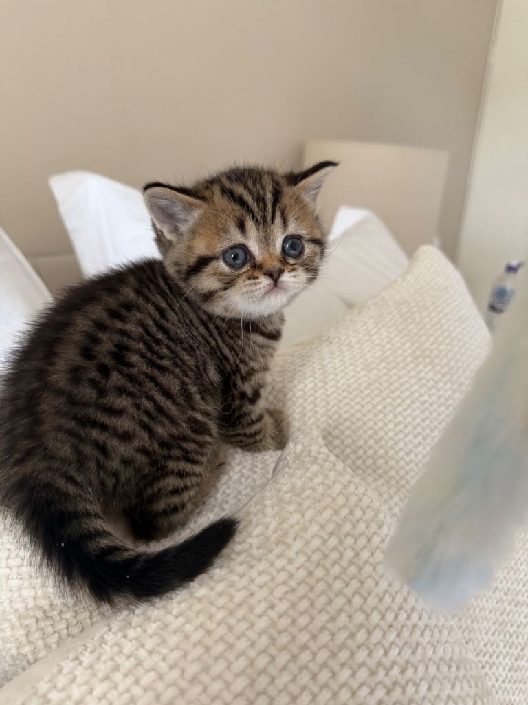 Beautiful British short hair kittens 💗