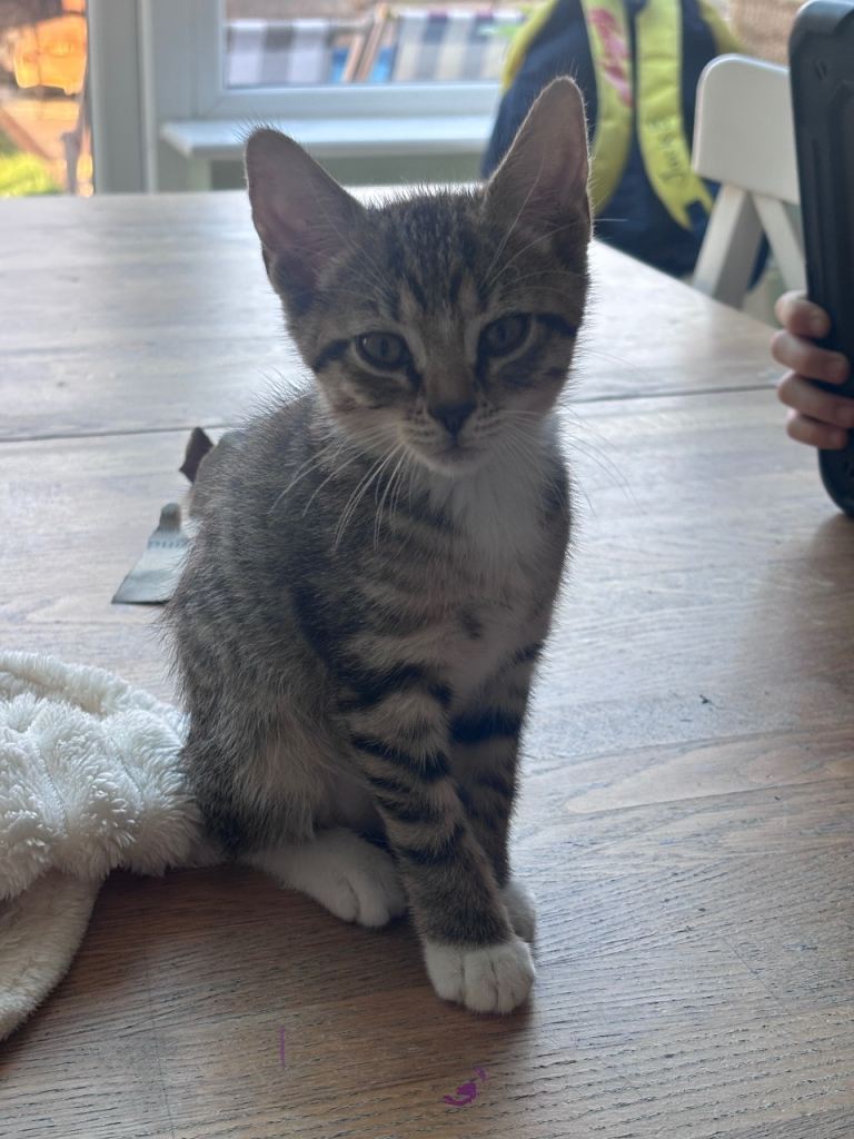 Tabby girl kitten for sale