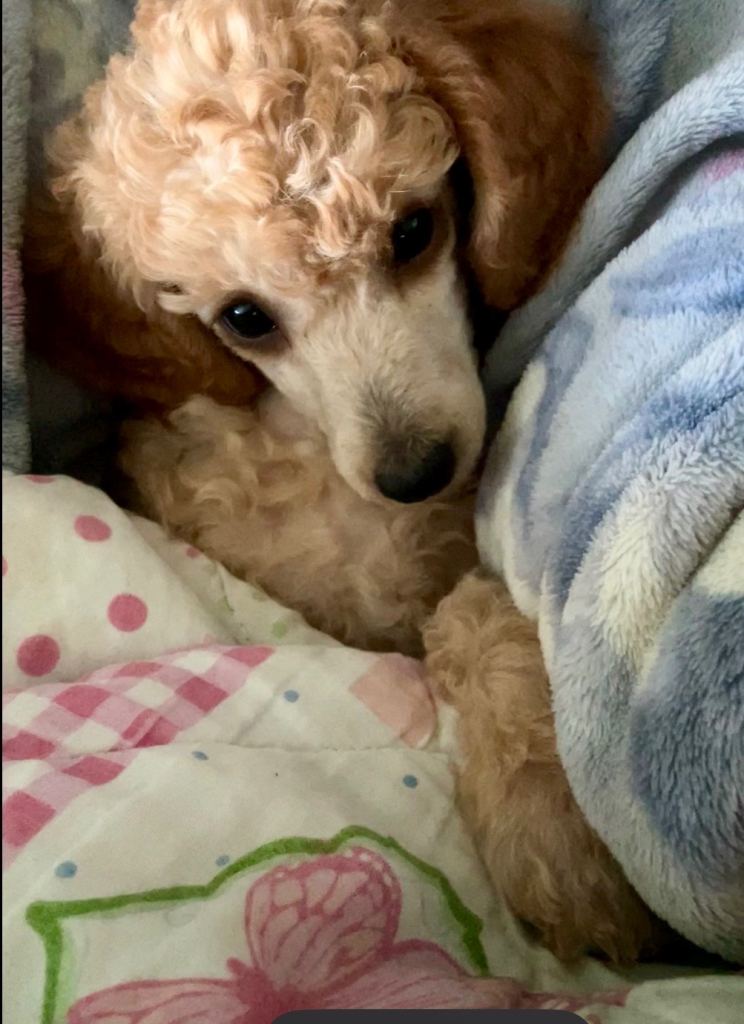 Small sized miniature poodle female puppy