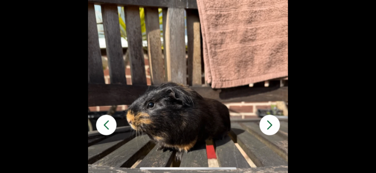 Guinea pig 