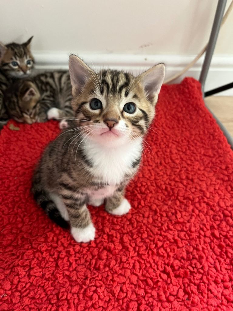 Bengal kittens 