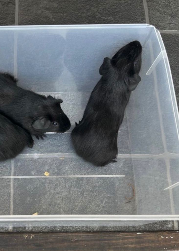 Baby guinea pigs x. Boys £10 each 