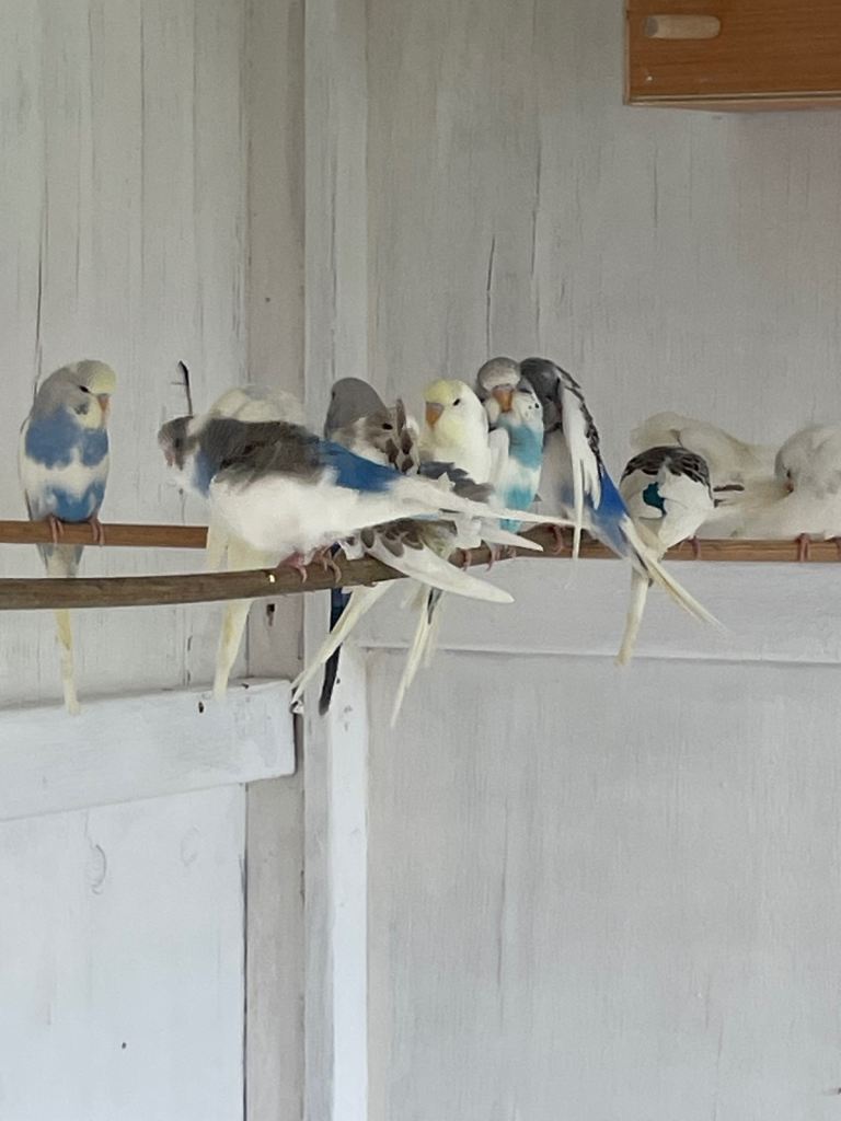 Budgies 