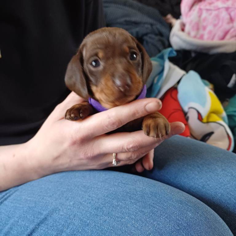Miniature Dachshund KC registered Puppies