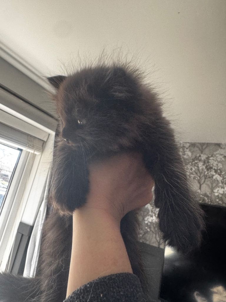 Fluffy Ragdoll cross 