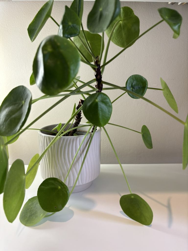 Textured White Ceramic Plant Pot / Planter