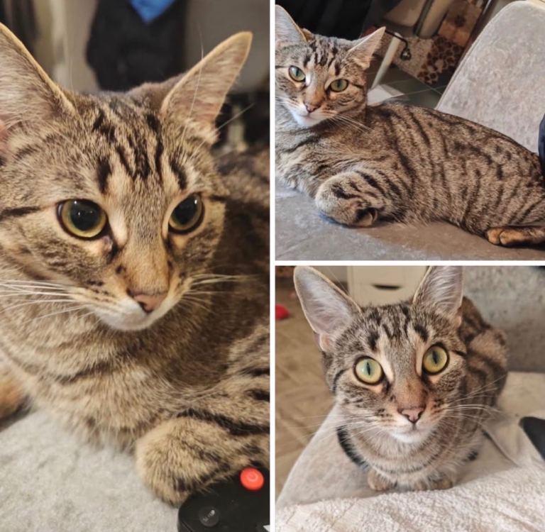 Beautiful friendly & loving female house cat age 2. In need of loving home urgently 🐈 🩷