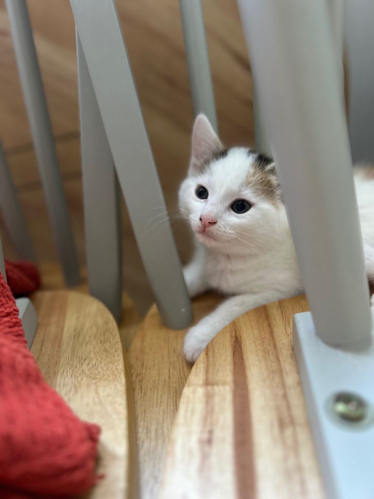 Two female kittens (£180 each) 