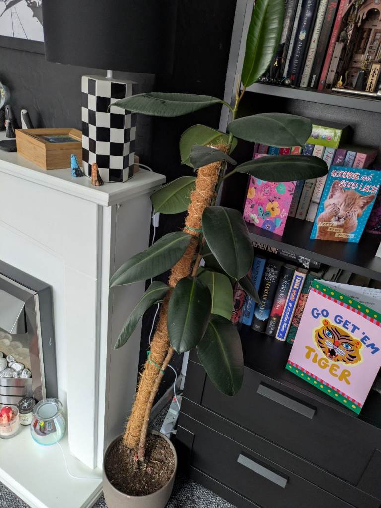 Rubber plant 5ft