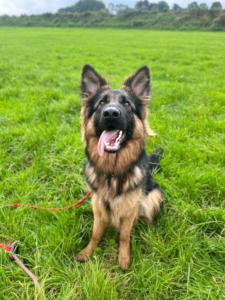 2yo LONG HAIRED GERMAN SHEPHERD  