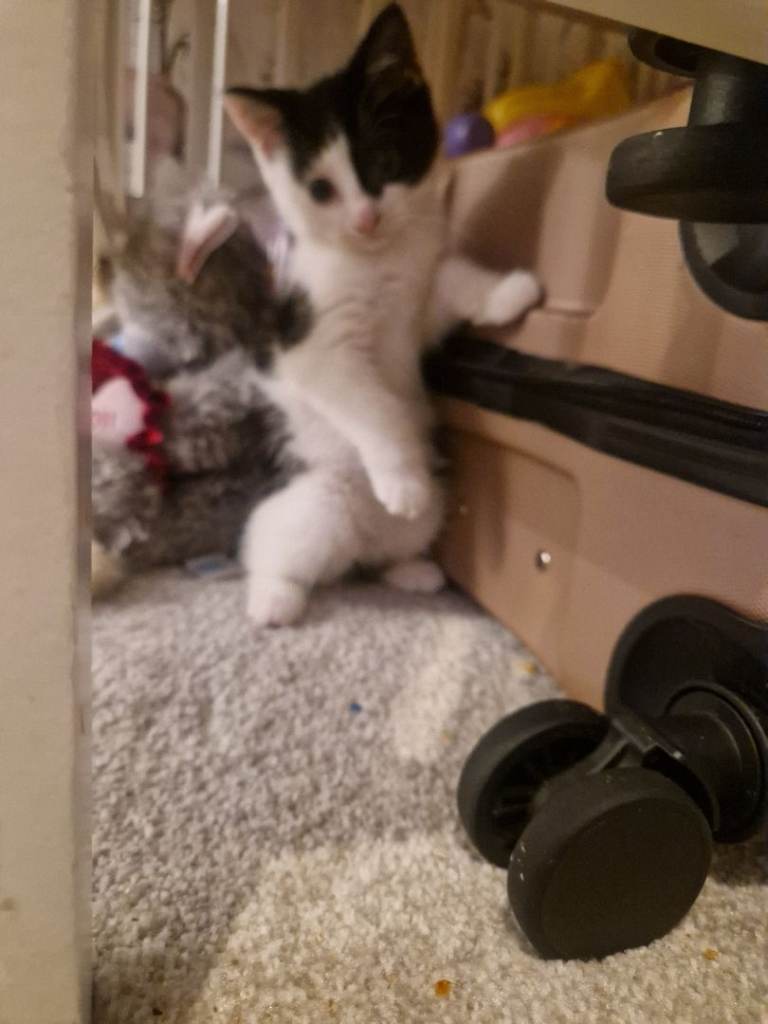 White and black male kitten 10 week old 