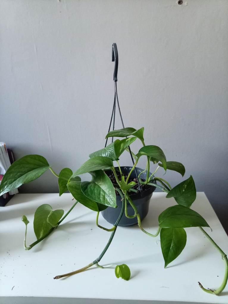 Pothos plant in a hanging plant pot