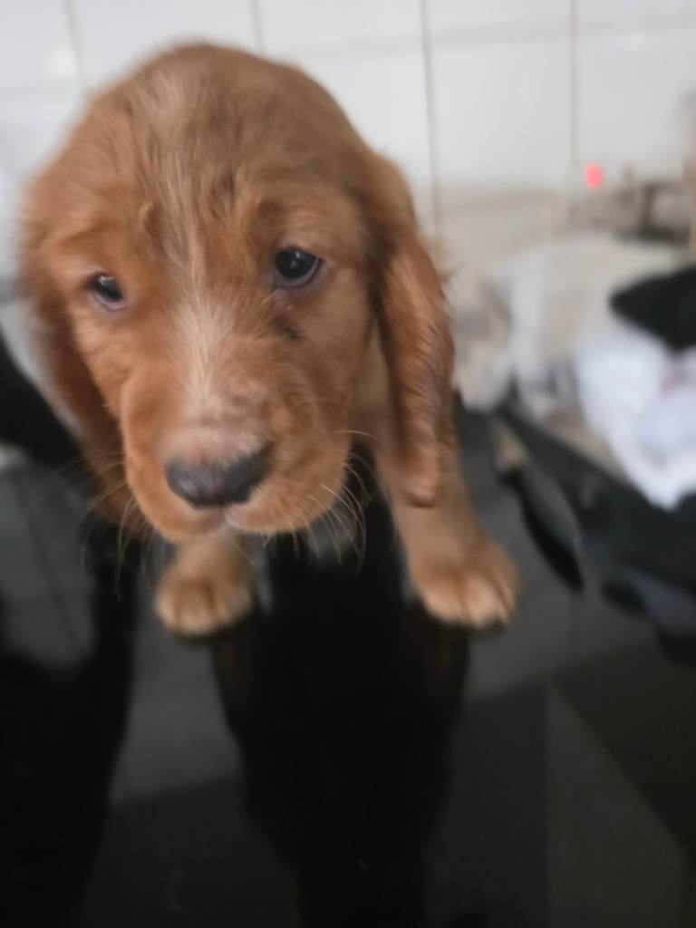 Last boy Cocker Spaniel puppy x | in Guildford, Surrey | Gumtree