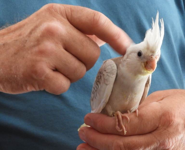 Hand Reared Cockatiels