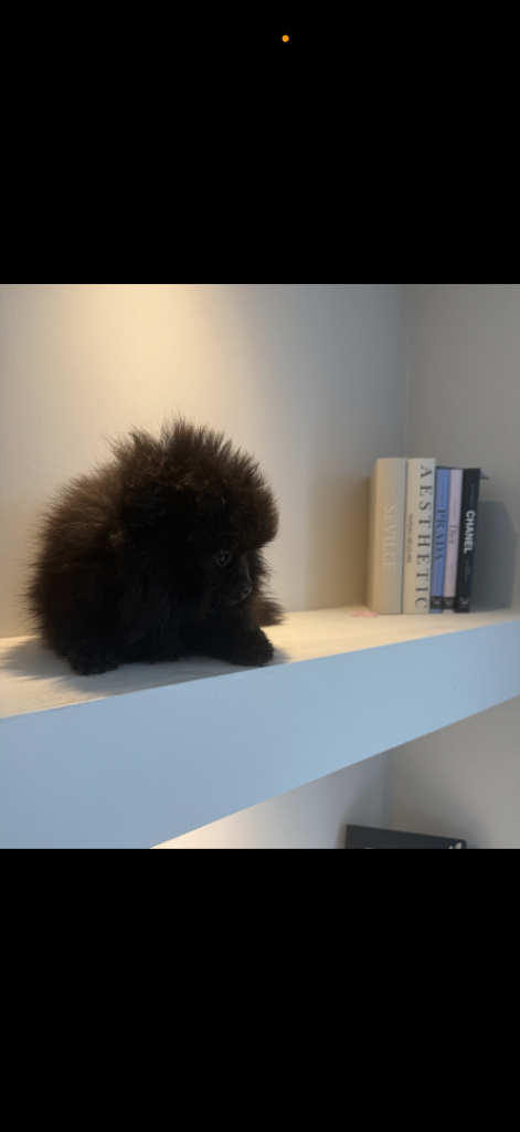Gorgeous xxs black Pomeranian 