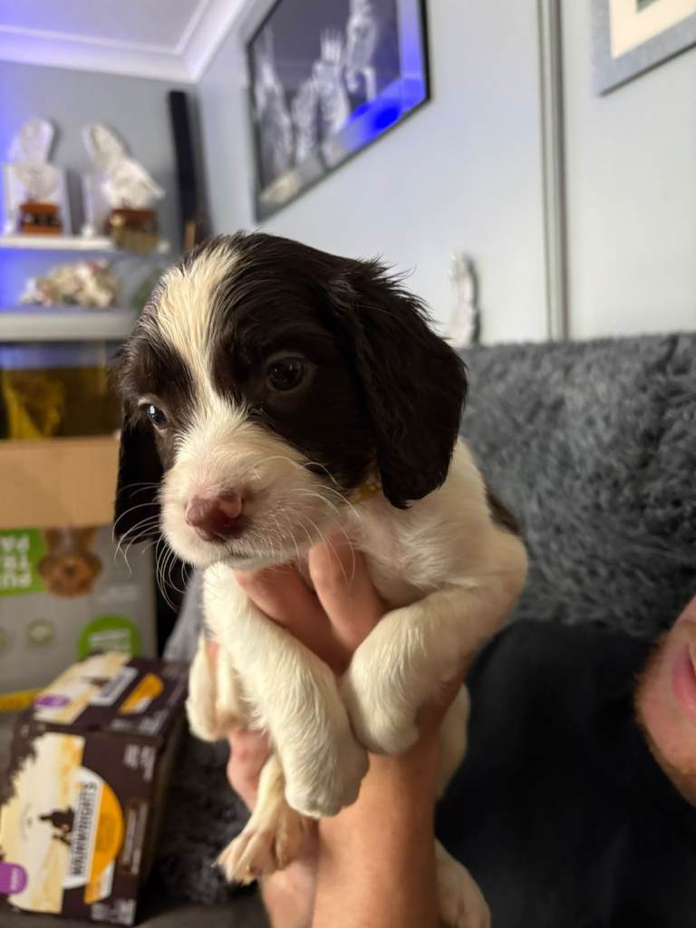 Springer spaniel puppies 