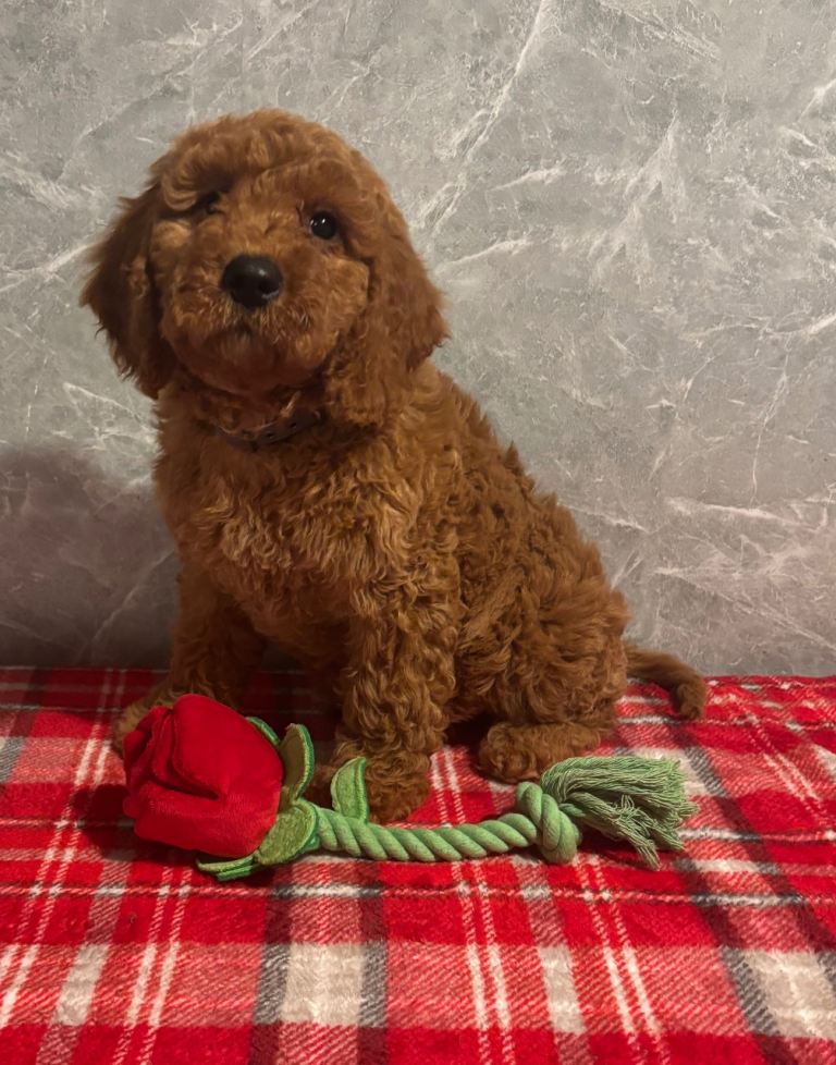 Stunning cockapoo puppies 