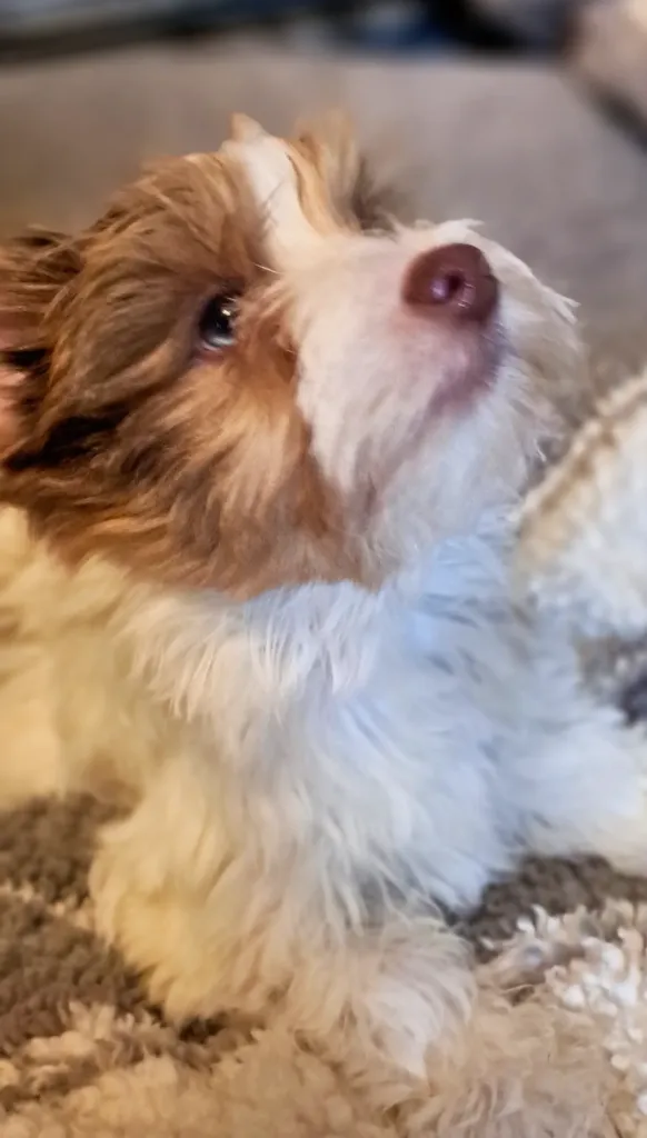  Alien-Eyed Merle Yorkies 2025 – 4 left Glasgow