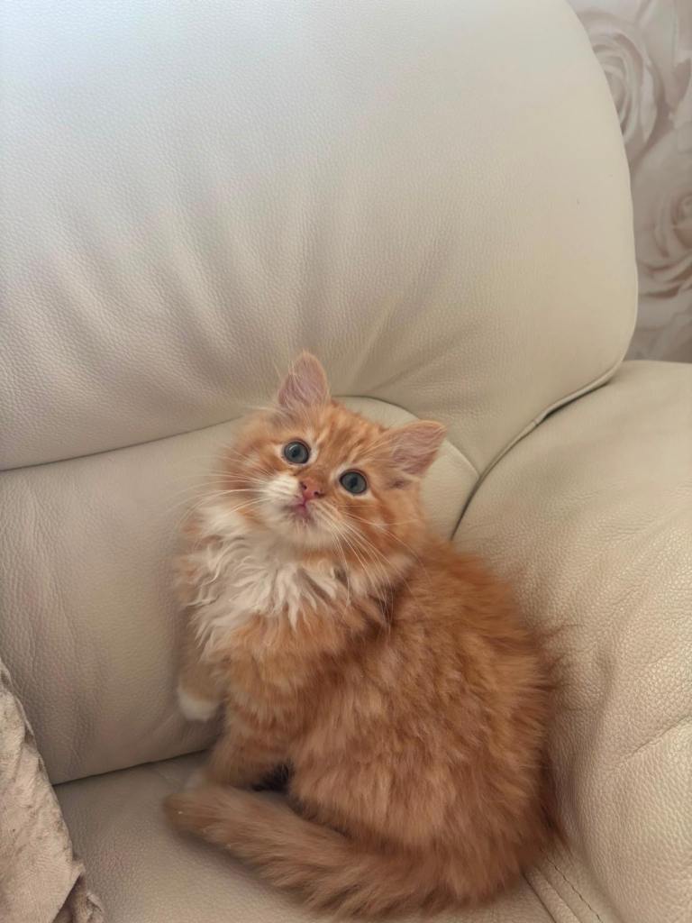 Maine Coon / Ragdoll Kittens ready now 