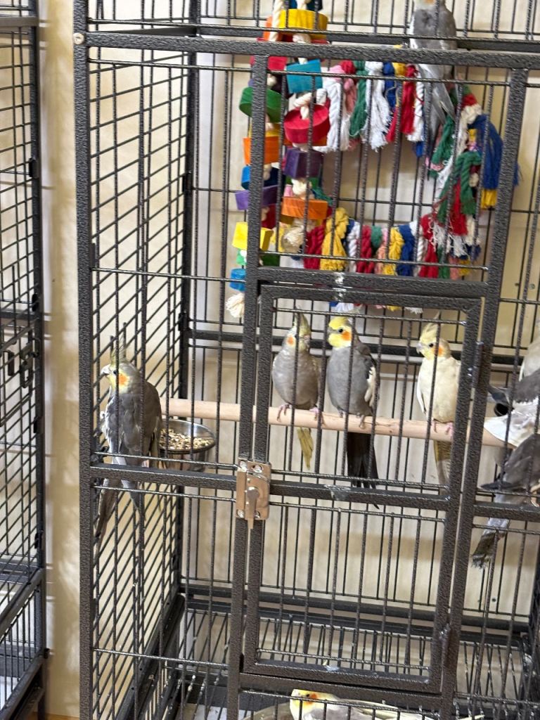 Cockatiels 