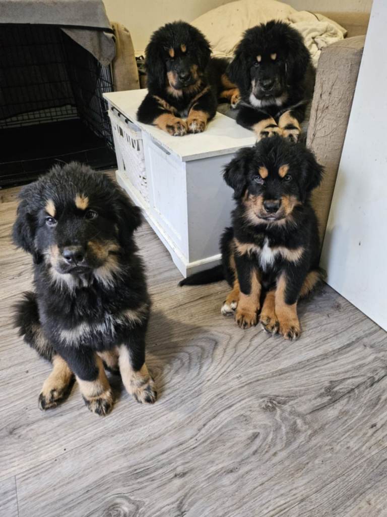 Dogs & Puppies for Sale - Gumtree