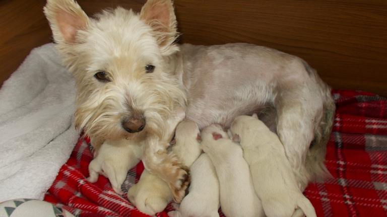 Westie puppy