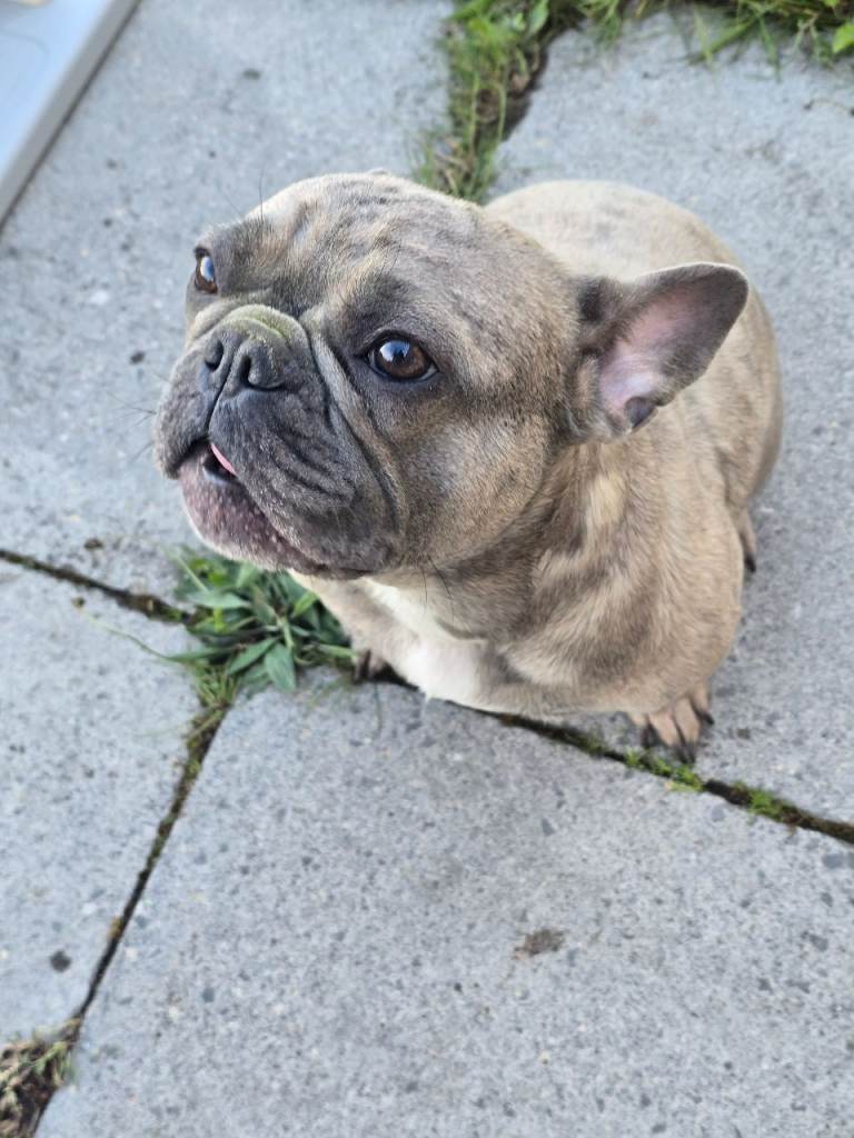 French Bulldog
