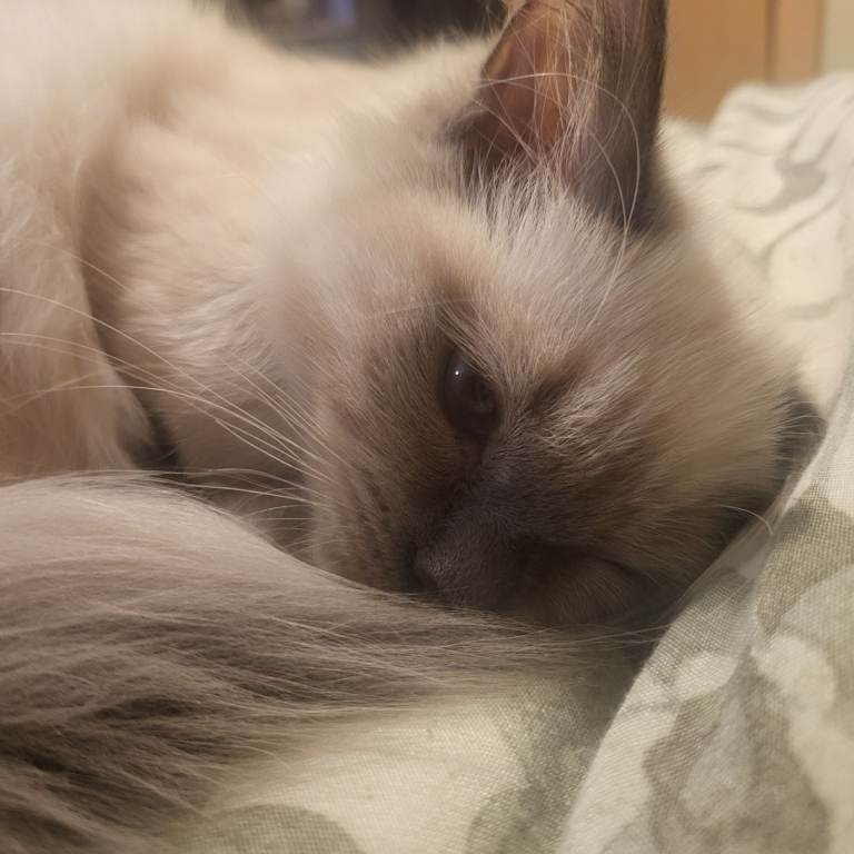 Sweetheart kitten 🐈