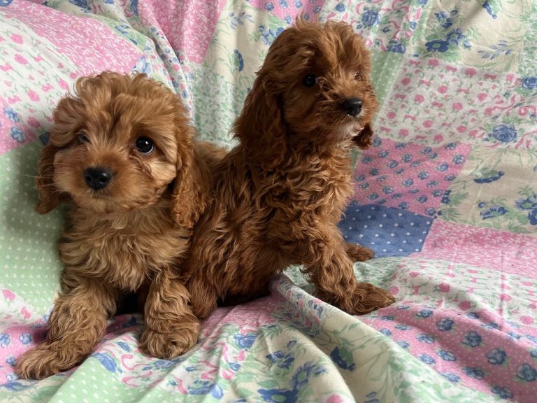 Cavapoo