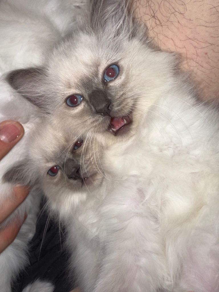 PUREBRED RAGDOLL KITTENS – 2 BOYS & 2 GIRLS 