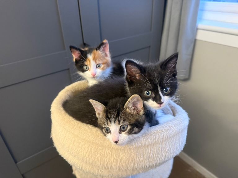 *** RESERVED*** 4x Female Kittens For Sale