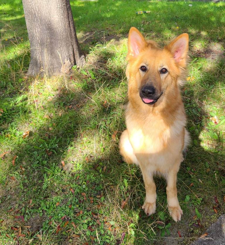 German shepherd bitch