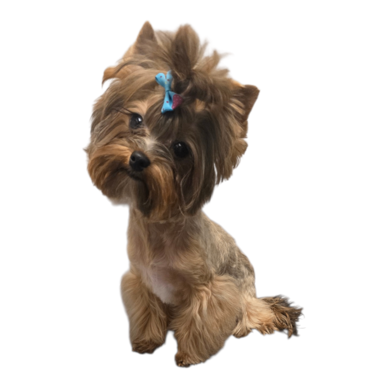 Mini Yorkshire terrier boy
