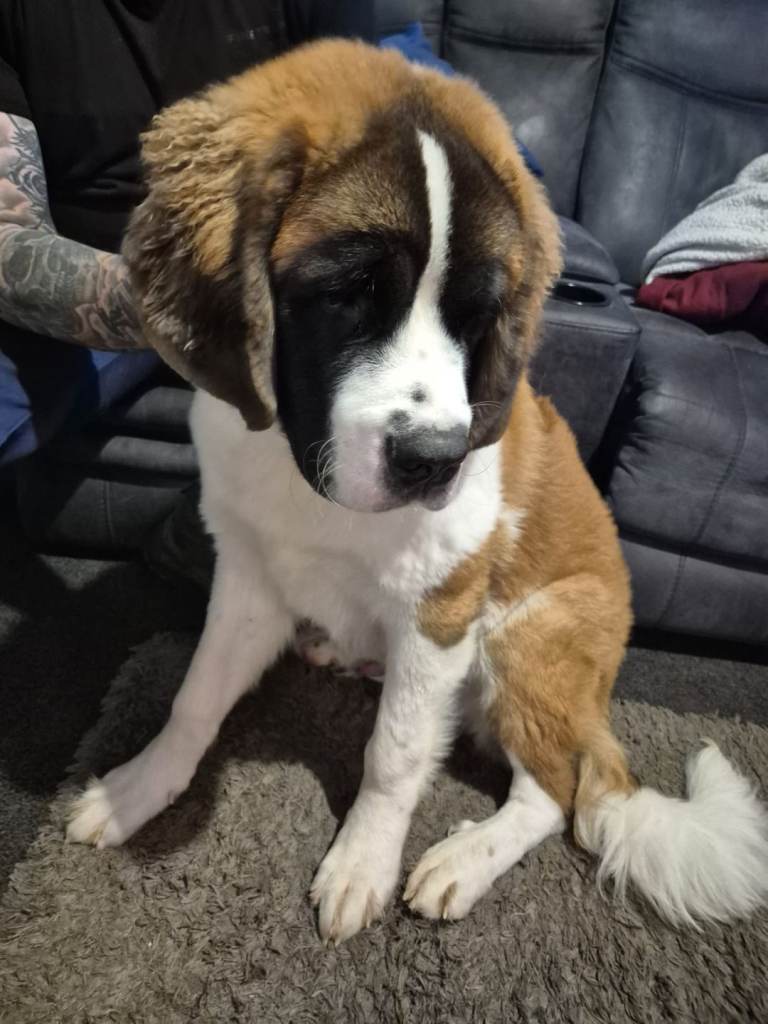 St Bernard for sale 