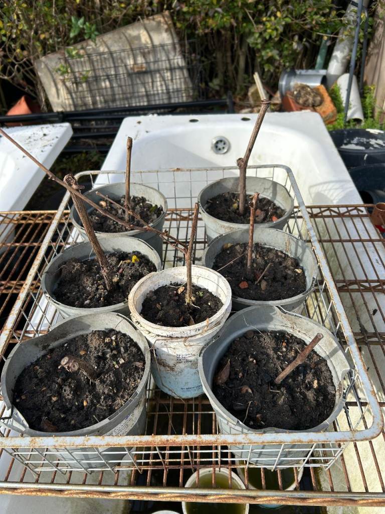 Japanese Kyoho Grape, Disease-Resistant Very Sweet Easy to Grow Purple-Black Fruit Tree Plants