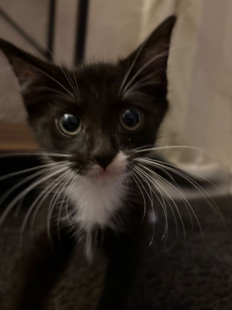 male black and white kitten 