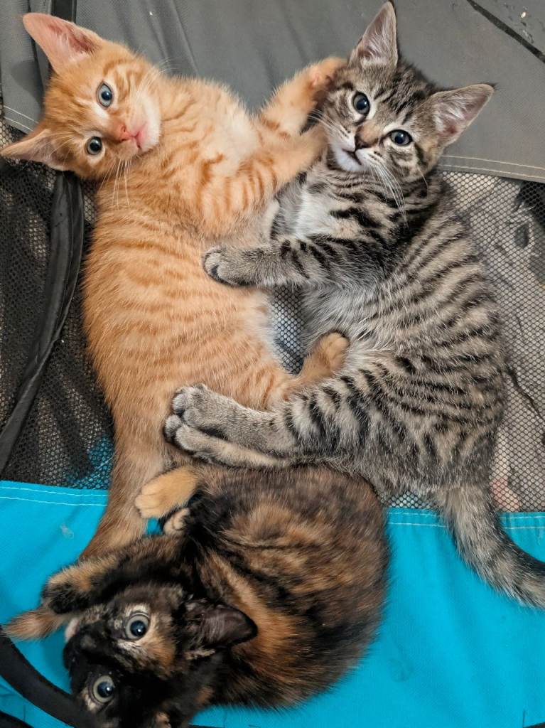 4 beautiful kittens