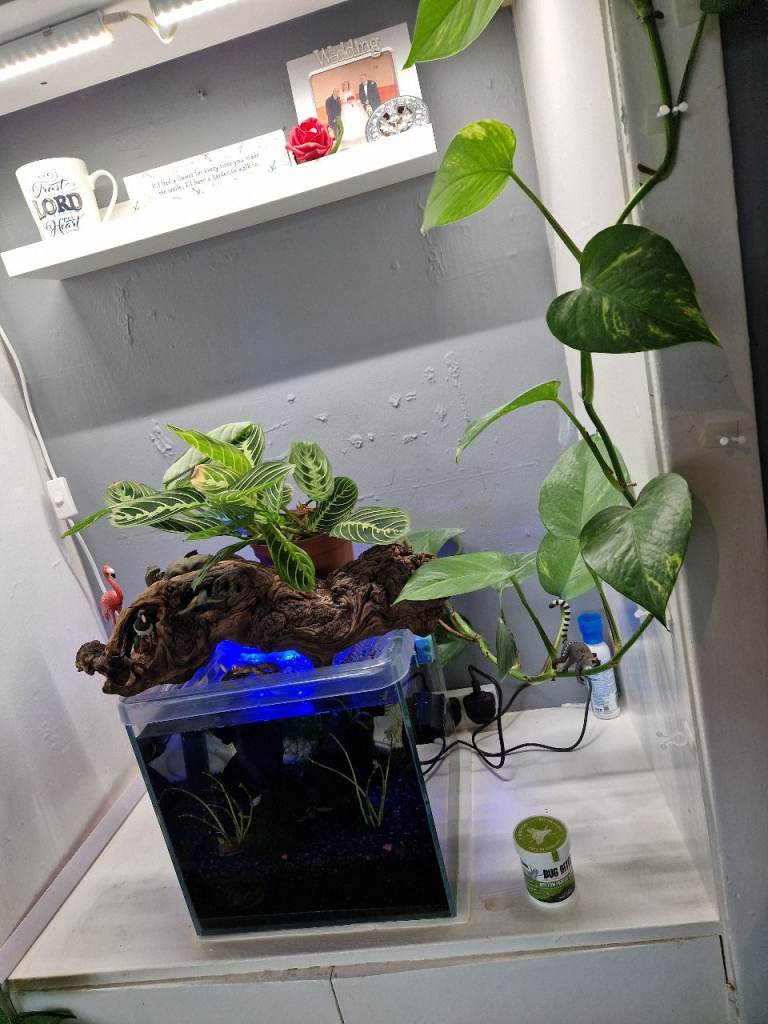Small Glass Fish Tank Aquarium and accessories 