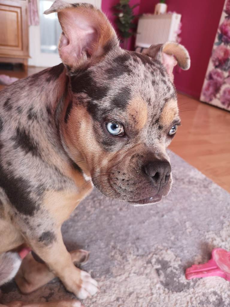 Merle Bully male