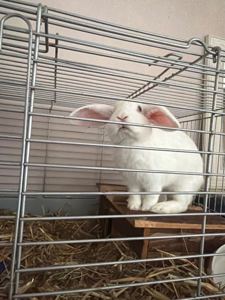 BEW Rabbit & Cage
