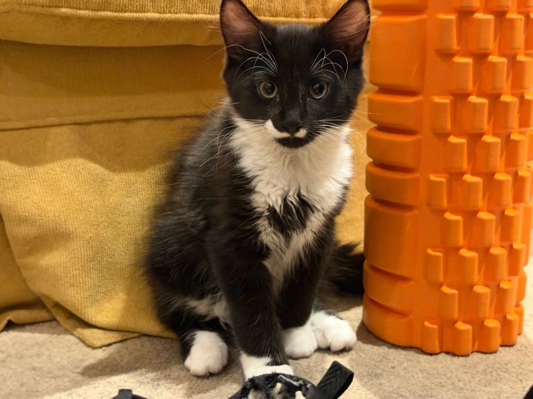 Two Tuxedo kittens looking for a home