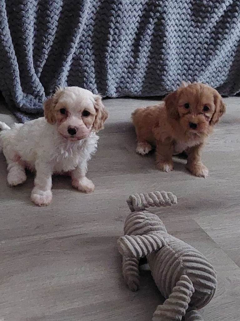 Beautiful Cavapoo Puppies 