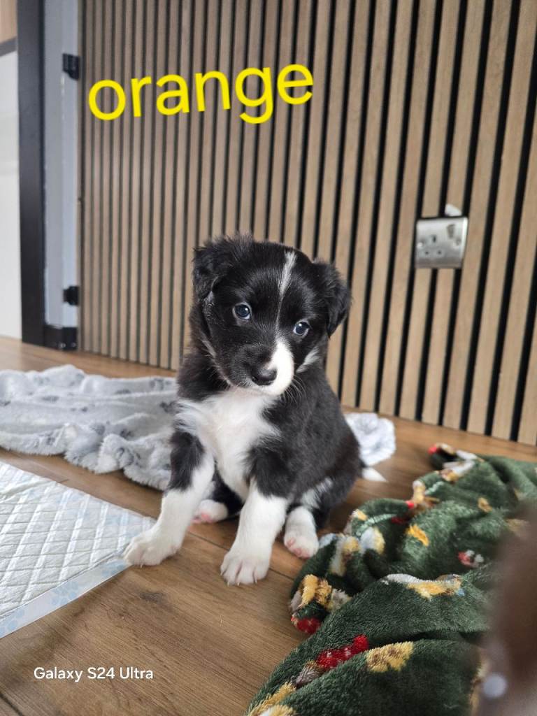 BORDER COLLIE PUPPIES – BEAUTIFUL LITTER OF 9