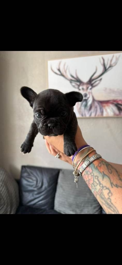 Pups