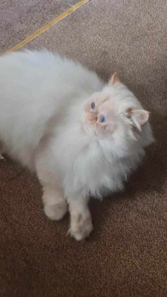 Persian Male Cat for Sale