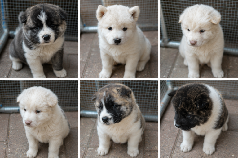 Beautiful Purebred Akita Puppies – Ready for Loving Homes