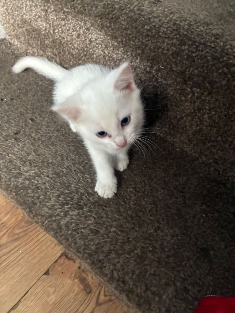 kitten