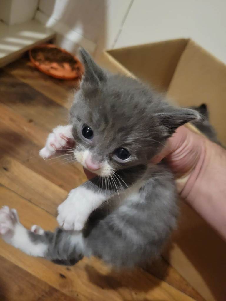KITTEN NOW READY TO LEAVE 