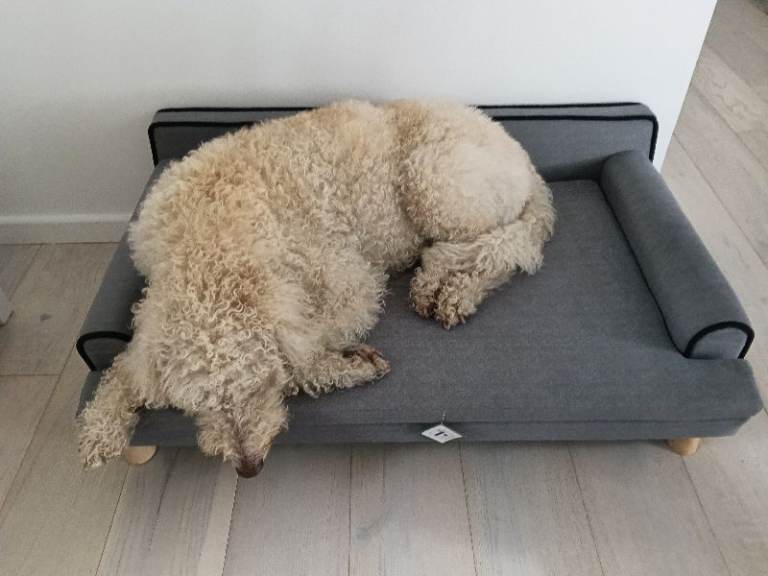 Large raised cushioned dog bed